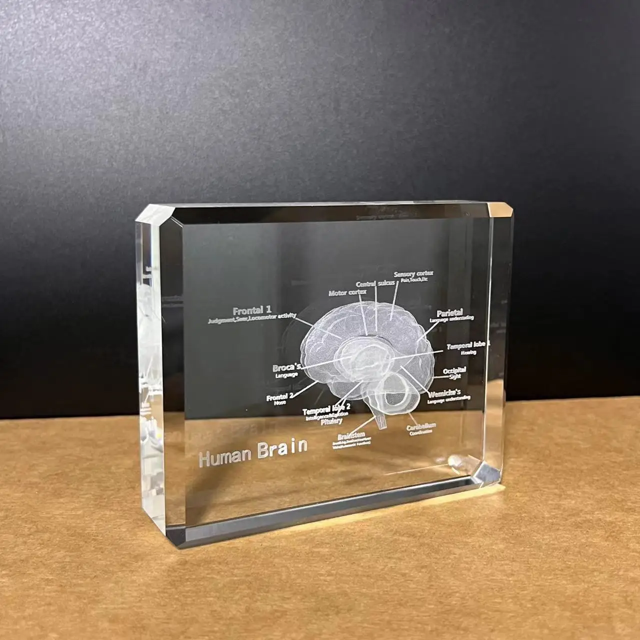 3D Human Brain Crystal Model - Perfect for Education & Decor