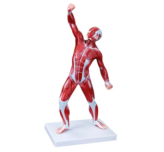 DARHMMY 50CM Male Human Muscle Anatomical Model for Medical Science 1 Part Included for Teaching