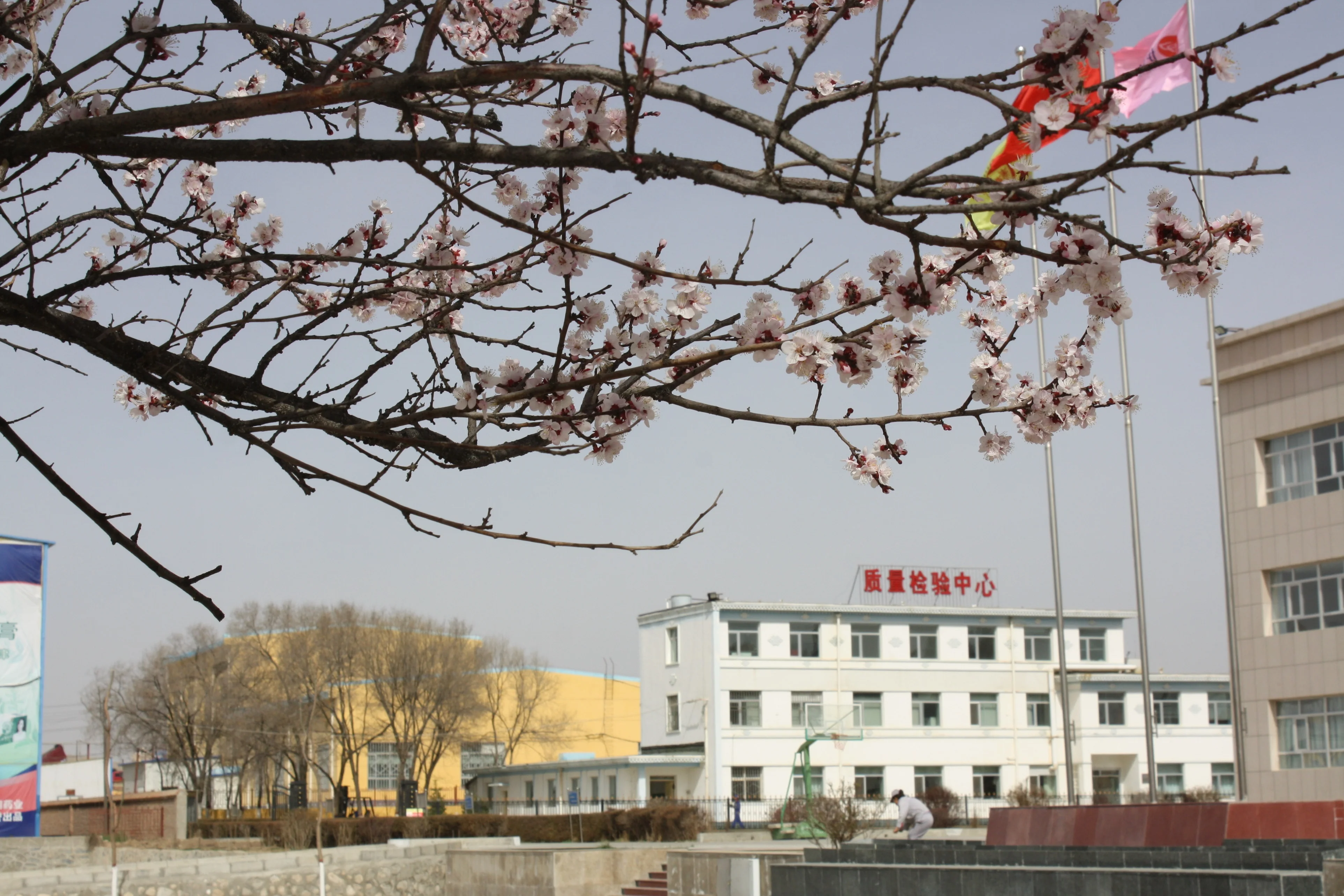 Заводская поставка, высококачественное полипропиленовое сырье, пластиковые гранулы cas 9003-07-0 по лучшей цене