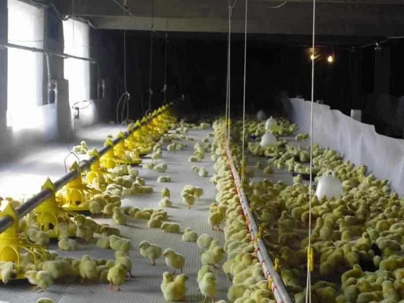 Poultry Farm Equipment Automatic Chicken Feeding Feeder and Drinker Feeding System Line