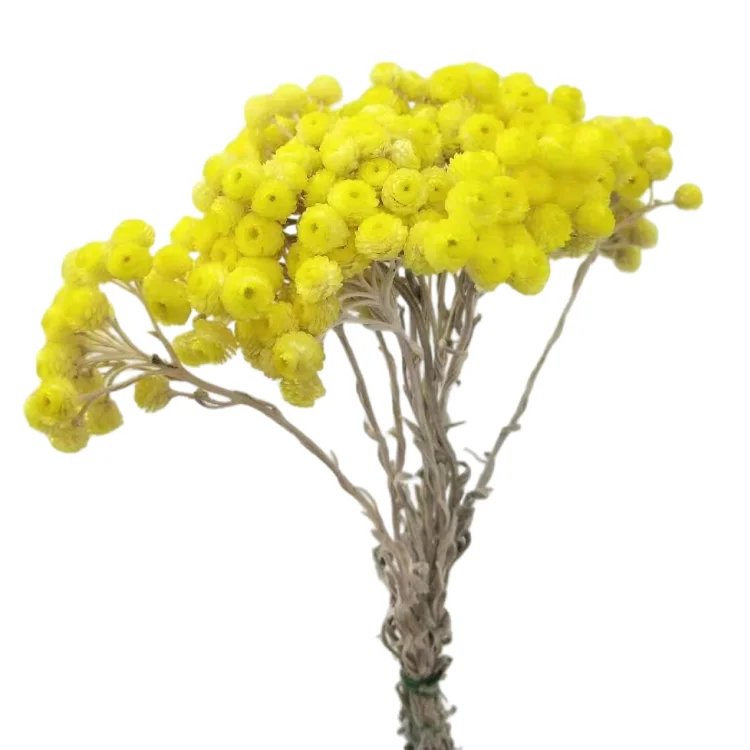 High Quality Artificial Dried Flowers Preserved Foliages Imperial  Chrysanthemum Helichrysum Edelweiss - Buy Edelweiss,Helichrysum,Chrysanthemum  Product on Alibaba.com