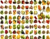 Fruit
