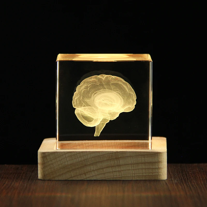XINDAM 3D Human Brain Anatomical Model Paperweight(Laser Etched