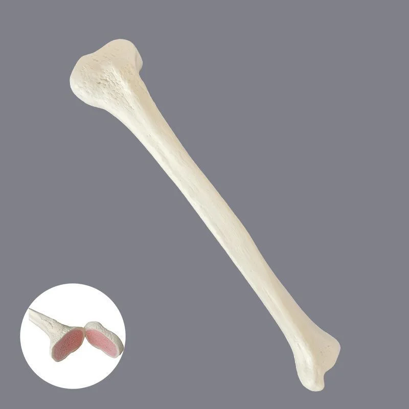 Kyrenmed Sawbones Model Solid Foam Tibia Bone Model Simulated Human