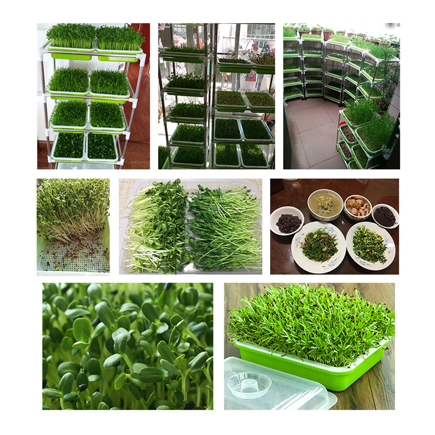Plastic Seed Sprouter Trays,Bpa Free Green Germination Tray,Reusable Nursery Seedling Sprouting