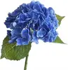 hortensia 1