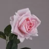 สีชมพูอ่อน