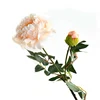 Peonia