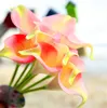 rosa 2