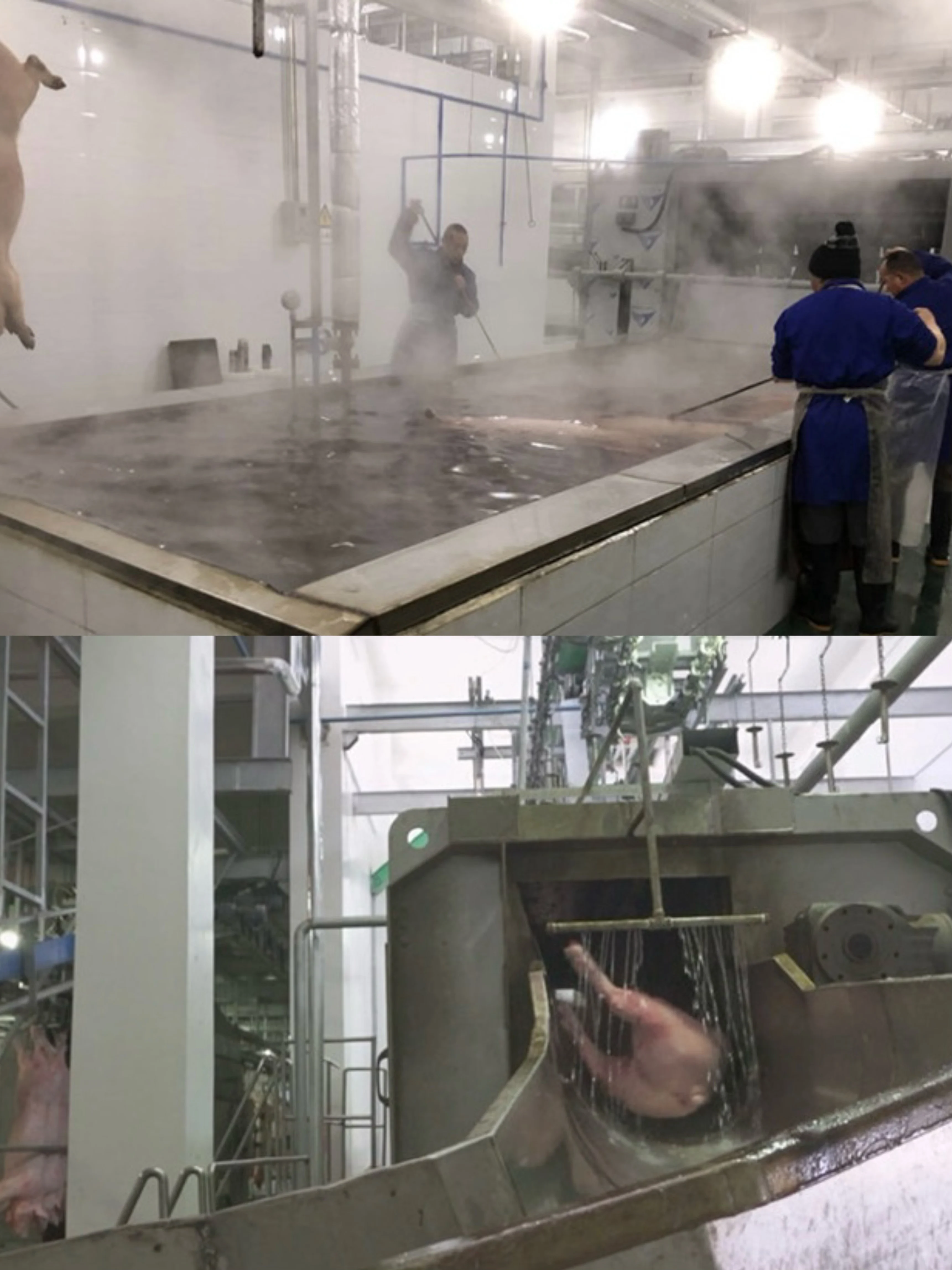 Automatic complete pork slaughtering line equipment for modern pork processing plant