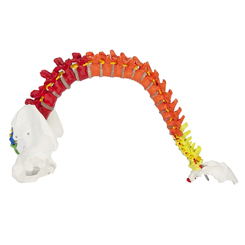 Education Life Size Pvc Simulation 80cm Human Spine Model