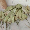 04 beige