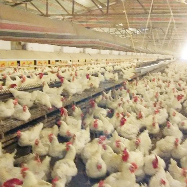 
High-quality chicken drinker hot-selling automatic drinker for chicken new poultry feeding system 