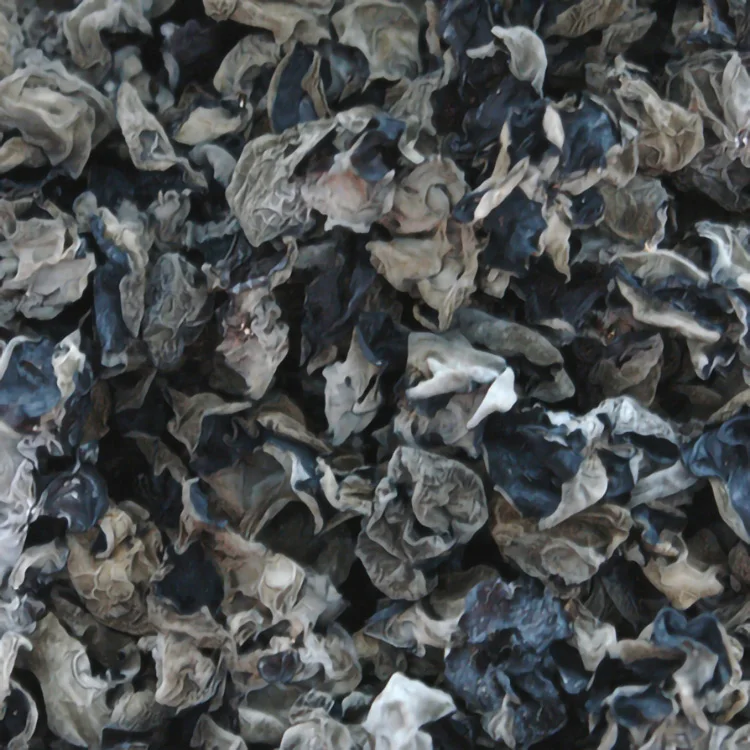 edible fungus