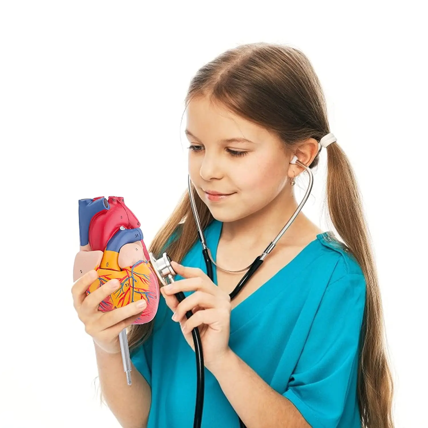 Large Heart Anatomy Human Heart Model High Quality Natural Human Body