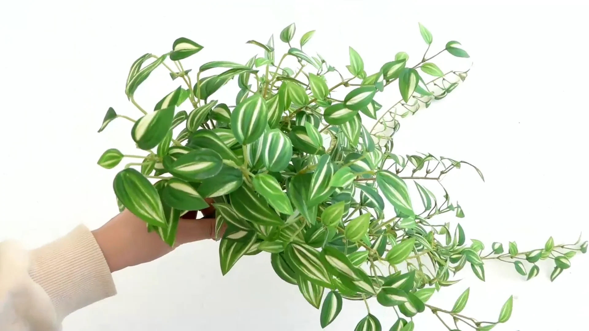 27" Tradescantia Leaf Hanging Bush[el91116] Buy Tradescantia Leaf