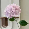 Bella hydrangea pink purple