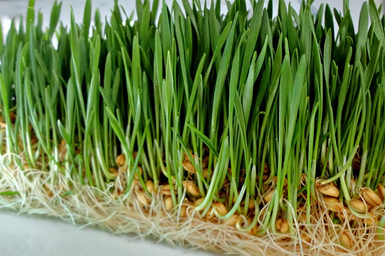 Hydroponics Grow Kit Ebb And Flow Trays Vertical Farming Microgreens