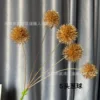 5 têtes d'oignons verts