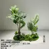 Paquete de plantas verdes de 14 metros de altura.