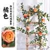 1.8-meter orange rose vine