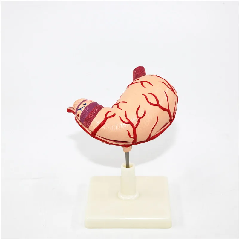 Advanced Quality 3D Anatomical Human Stomach Model for Teaching Model