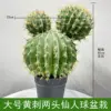 Cactus grande de brazos amarillos en maceta.
