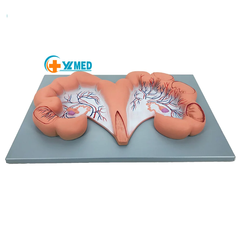 Veterinary Anatomical Model of Pig Uterus Medical Science Product