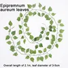 Hojas de Epipremnum aureum