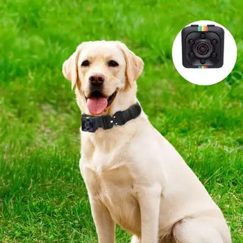 Dog collar camera Track and Record Every Moment with the Wireless for Pet Collar Camera