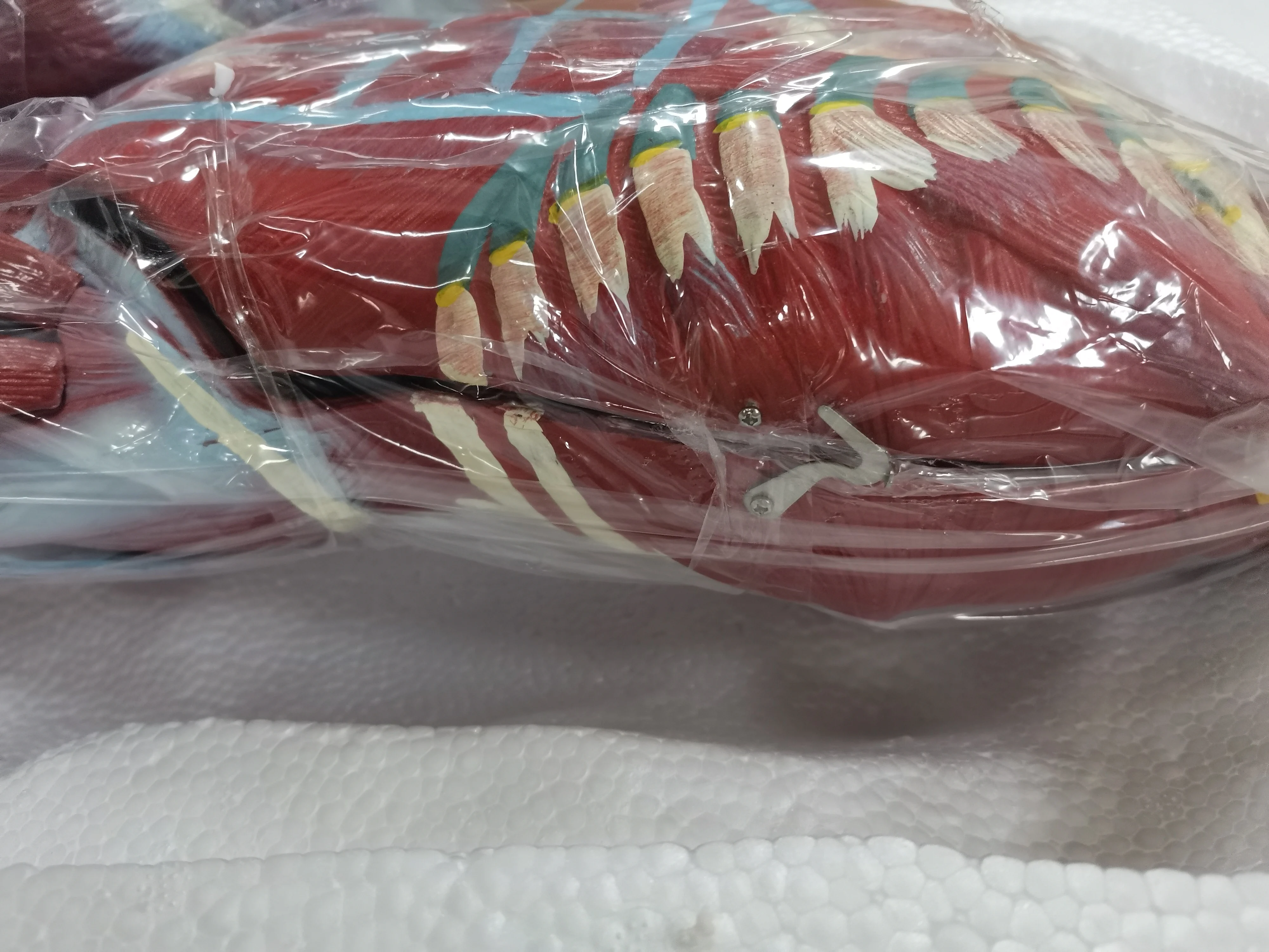 Мышца человеческого тела прикреплена с помощью модели внутренних органов 80 см модель распределения мышц в человеческом теле