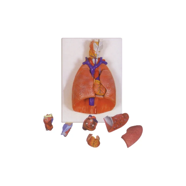 50118.01 Magnified Model of Larynx Heart Lung details