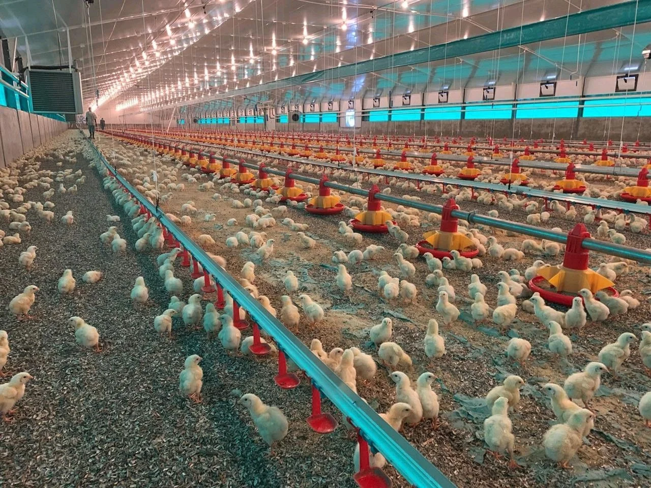 Poultry-Feed-Production-Line Feeding Line for Poultry Chicken Feeder Machine