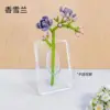 Qq013 freesia