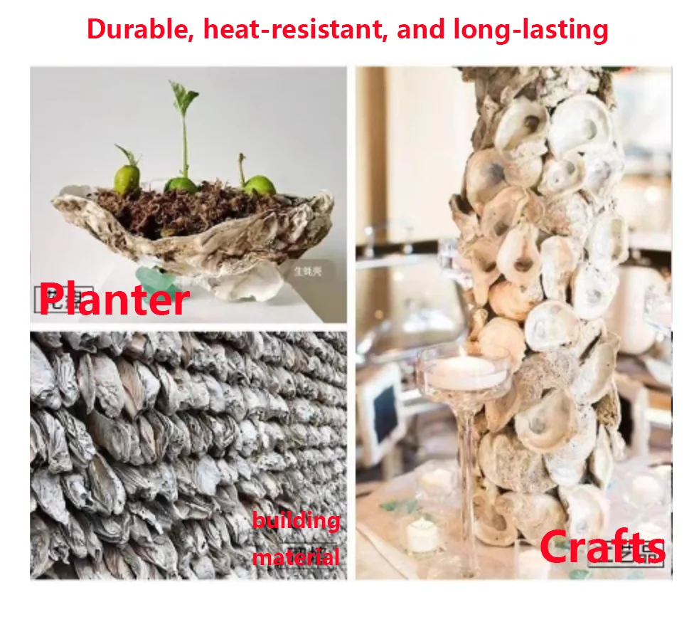 Oyster Shell Bulk Natural Small Pearl Oyster Shells for Crafts DIY Arts Xmas Ornaments
