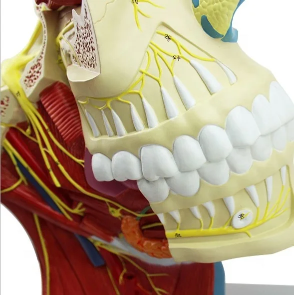 Human Cranial and Nerves Anatomical Model Brain Nerve Model Cranial Nervous System Anatomy Model Enlarged Nasal Vascular Muscle
