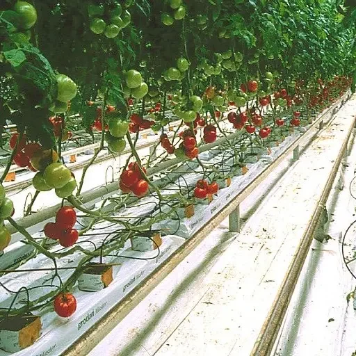 Кубики из гидропонной каменной ваты Cultilene 30*30*40 мм
