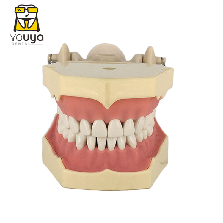 
 Высококачественная модель зубных протезов 32 зуба на замену, модель зубных протезов  