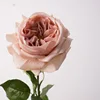 Rose nu d'automne