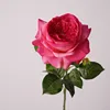 Rosa rossa