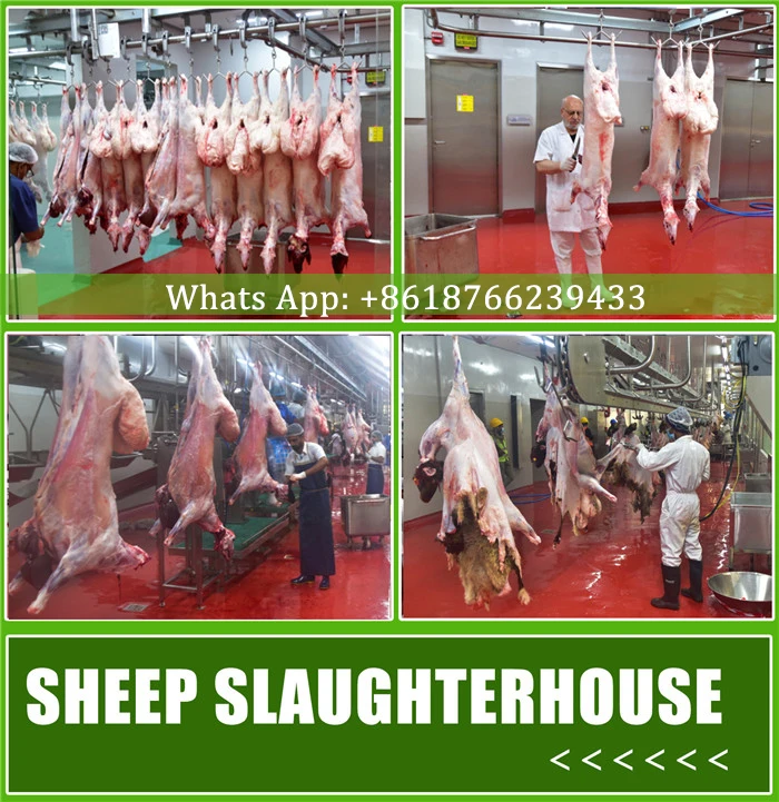 60 sheep and mutton slaughterhouse equipment and mutton slaughterhouse per hour
