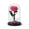 Rosa Dolce