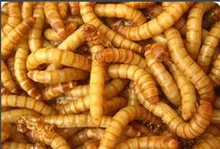 Высокоэффективная машина для сушки насекомых Black Soldier Fly Larva туннель микроволновая сушилка по заводской цене