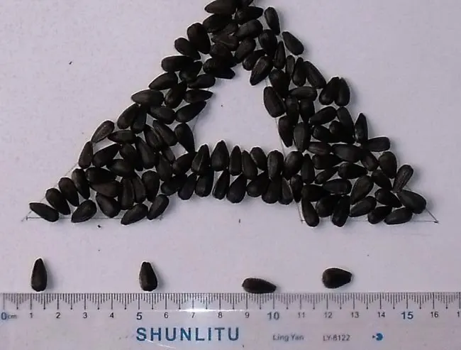 2021crop black striped sunflower seeds kernel 363 361 601 5009 3638 3939 1121 oil sunflower seeds price