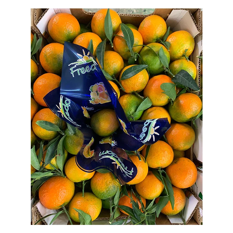 Italy Good Quality Wholesale Fresh Clemntines Fresh Fruits Fresh Clementine