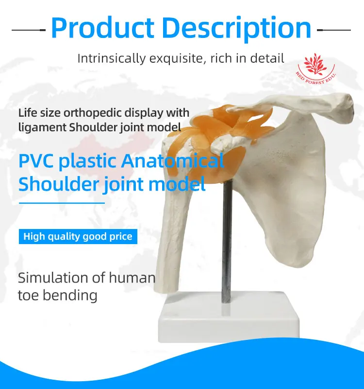 Anatomy Shoulder Human Shoulder With Muscle Anatomy Model, Shoulder ...