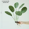 6 foglie di Anthurium speciosa con steli