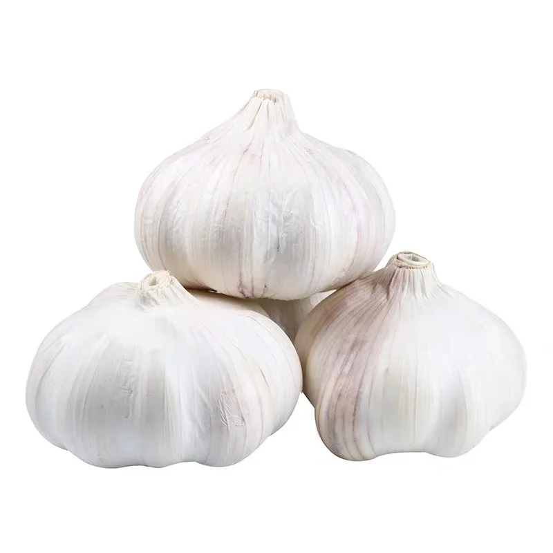 Garlic in Chinese Factory Fresh White Garlic Exporter