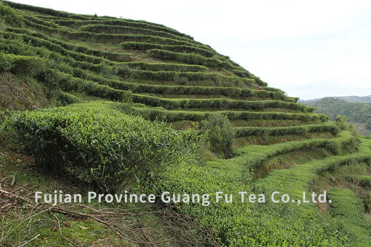 Fujian Province Guang Fu Tea Co., Ltd.