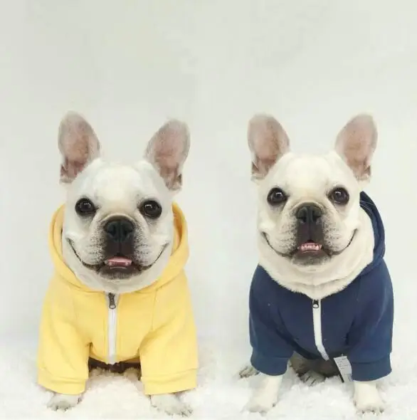zipper dog jacket